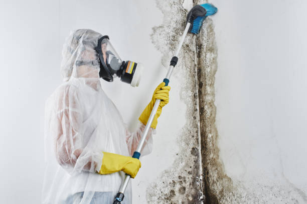 Best Mold Damage Repair  in St Augustine Shores, FL