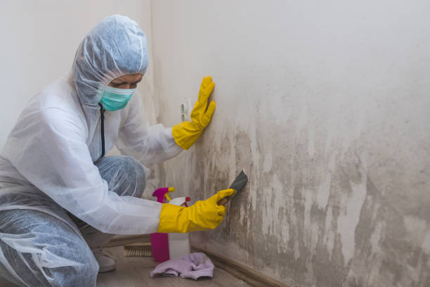 Trusted St Augustine Shores, FL Mold Removal Experts