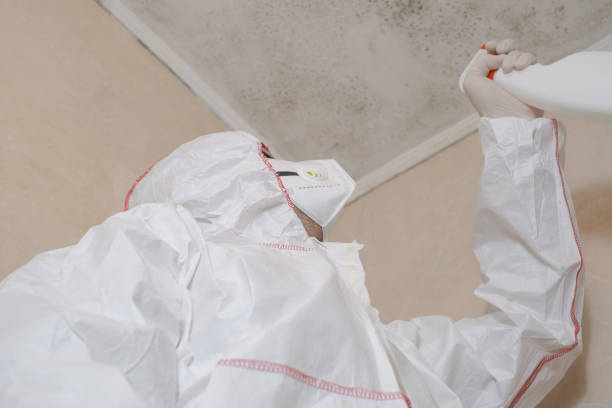 Mold Removal and Inspection in St Augustine Shores, FL