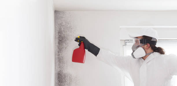 Best Toxic Mold Removal  in St Augustine Shores, FL