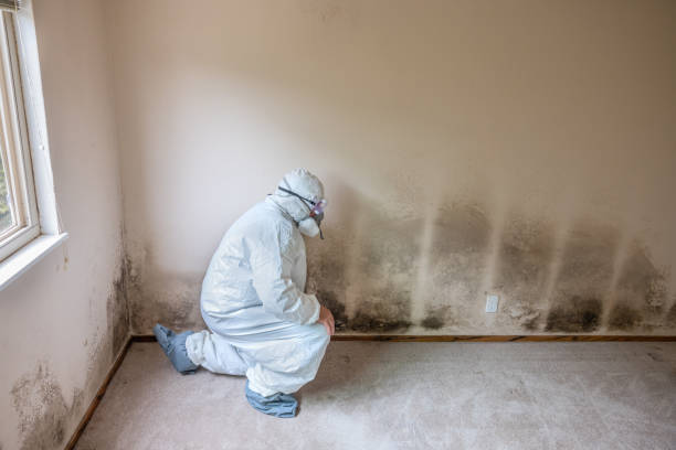 Mold Testing and Removal in St Augustine Shores, FL