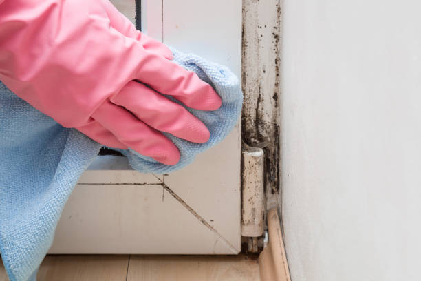 St Augustine Shores, FL Mold Removal Company